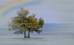 Noah and the rainbow covenant